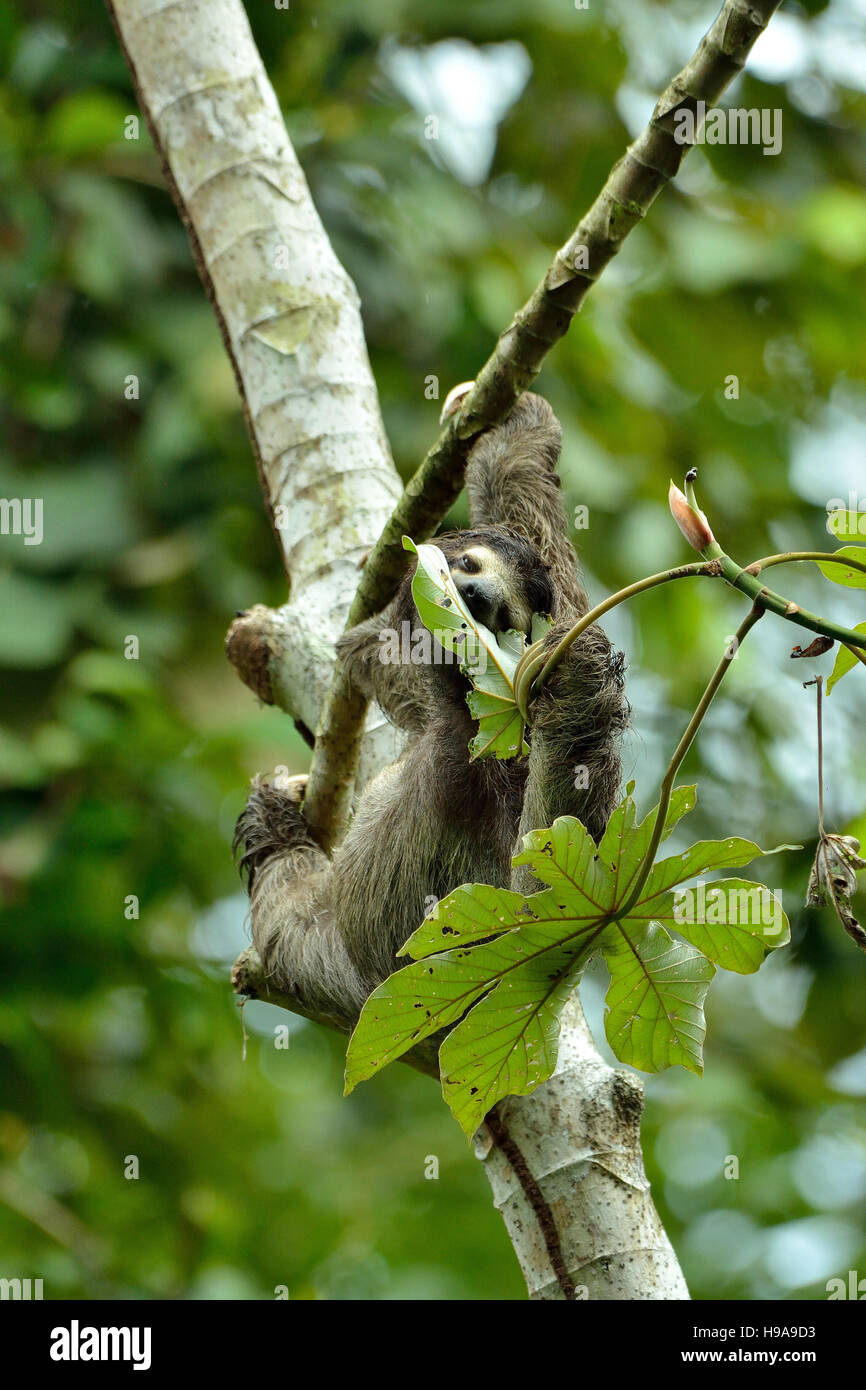 Three-toed sloth eat a leaf  on the tree in the tropical Rain forest Stock Photo