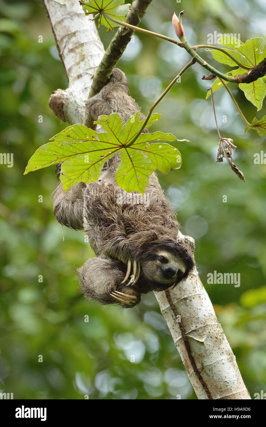 Three-toed sloth on the tree in the tropical Rain forest Stock Photo