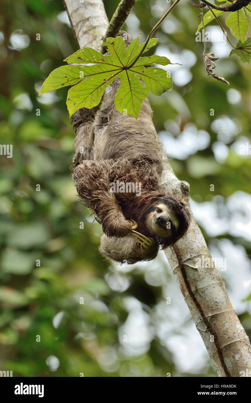 Three-toed sloth on the tree in the tropical Rain forest Stock Photo