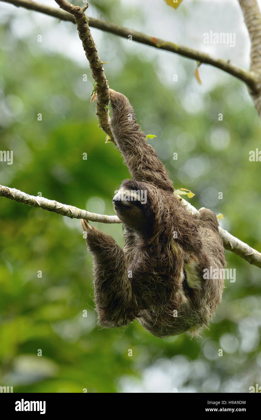 Three-toed sloth on the tree in the Rain forest Stock Photo