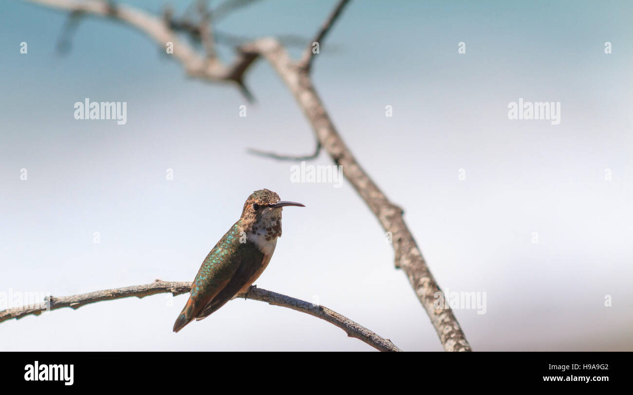 Hummingbird, Laguna Beach, California Stock Photo
