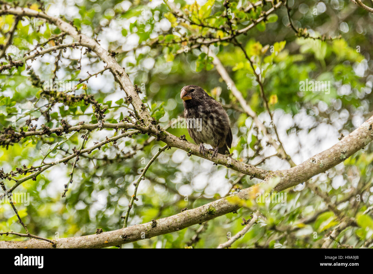 Large Cactus Finch of Galapagos Islands Stock Photo