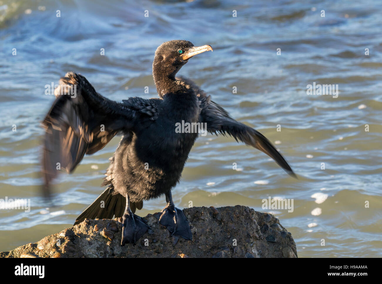 Neotropic or olivaceous cormorant (Nannopterum brasilianum) drying feathers and splashing wings after swimming, Galveston, Texas, USA. Stock Photo
