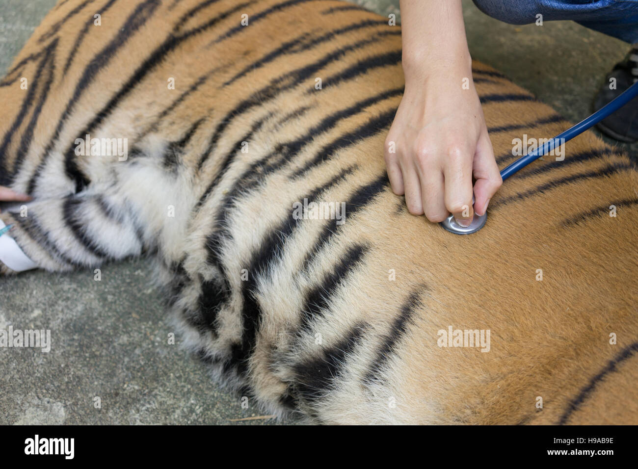 Page 2 Vet Zoo High Resolution Stock Photography And Images Alamy