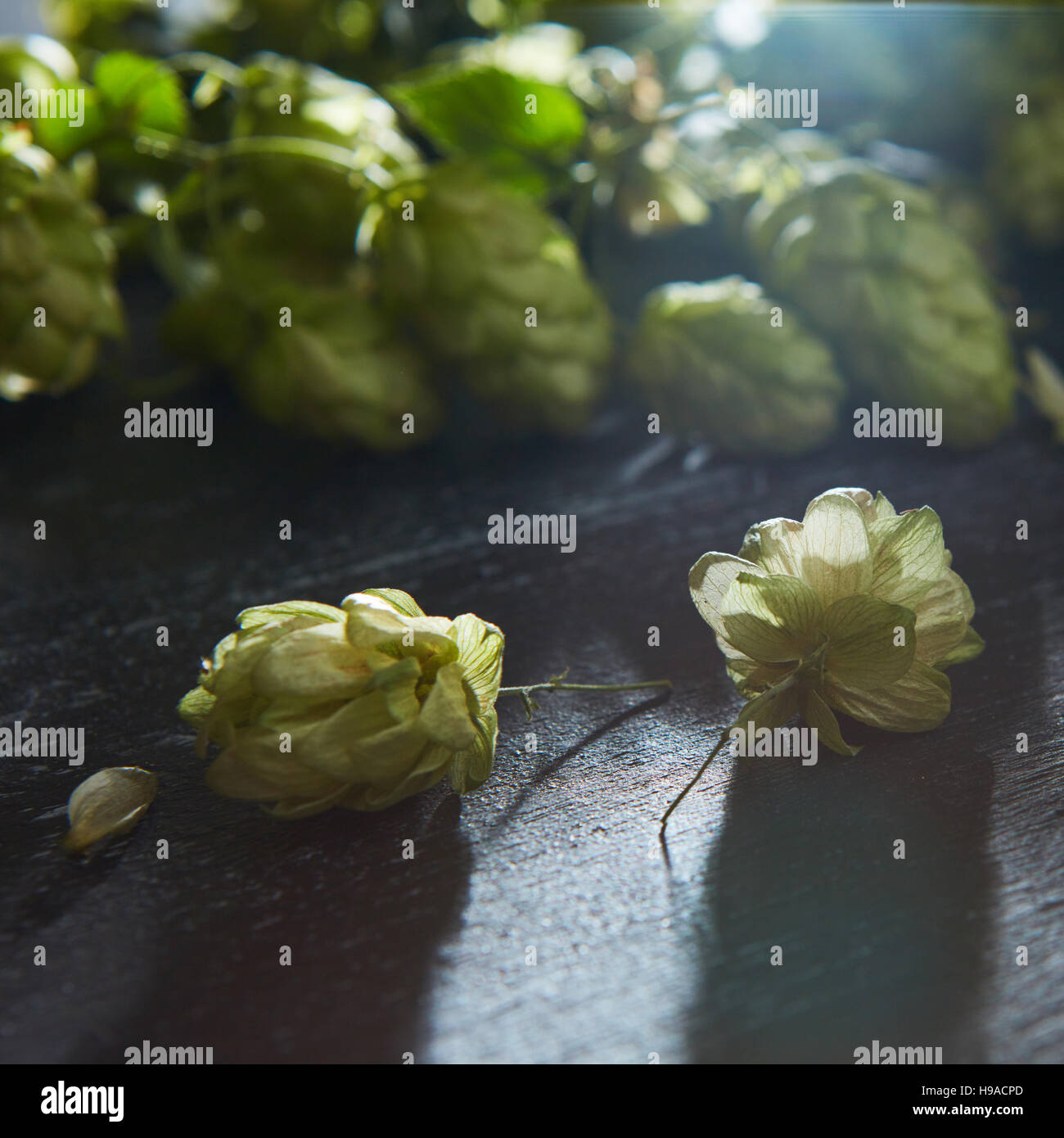 Fresh green hops on a wooden table Stock Photo - Alamy