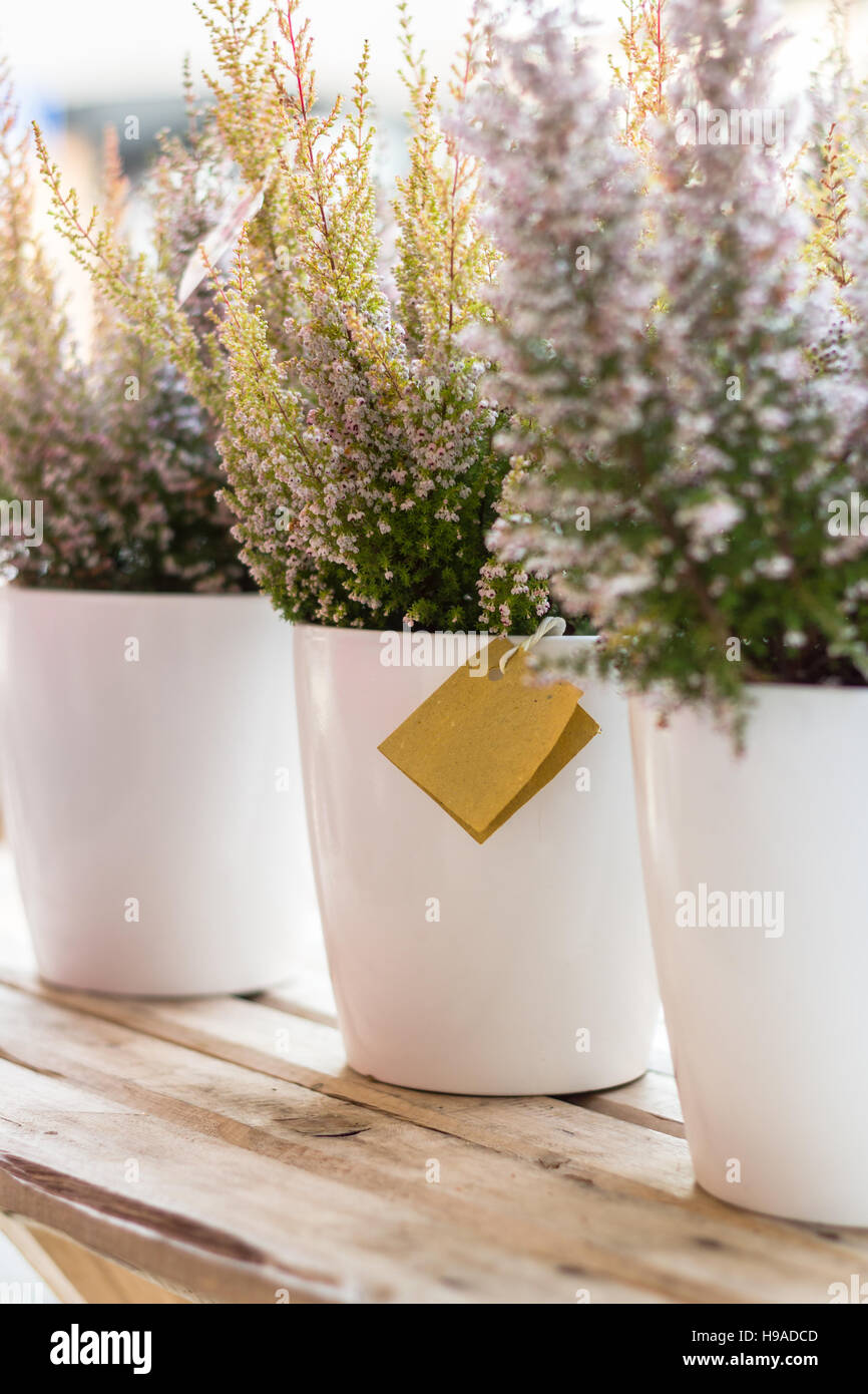 Three pots with the planted bush of heather on a wooden table. Shallow depth of field. Defocused blurry background. Stock Photo