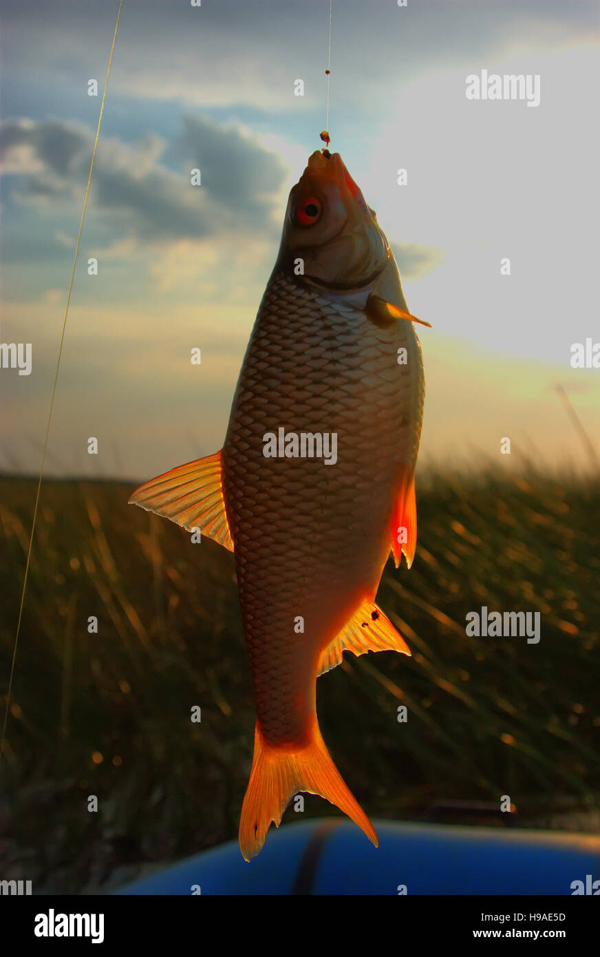 Biting fish hi-res stock photography and images - Alamy