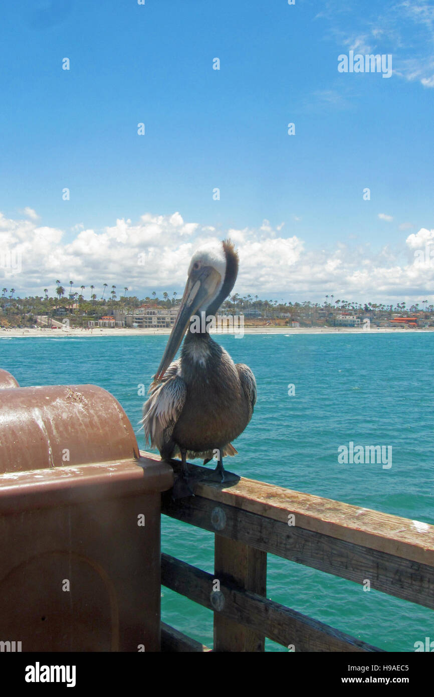 Brown pelican in Oceanside pier, Oceanside, California. Stock Photo