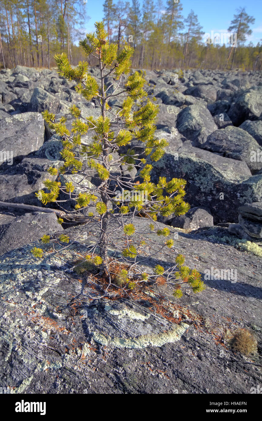 Piles of granite rocks in taiga. Low camera position Stock Photo - Alamy