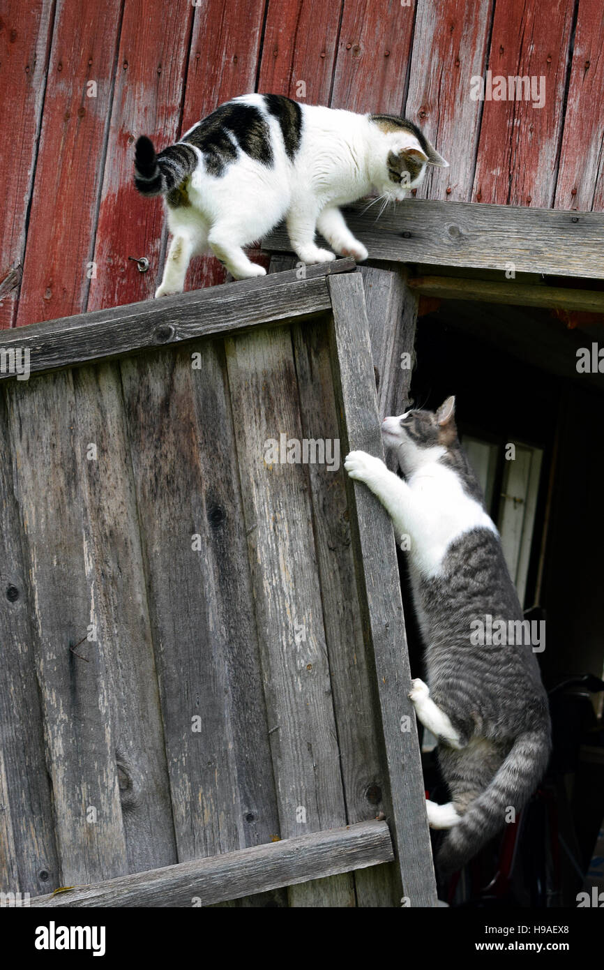 Cats climbing and playing with old broken door. Stock Photo