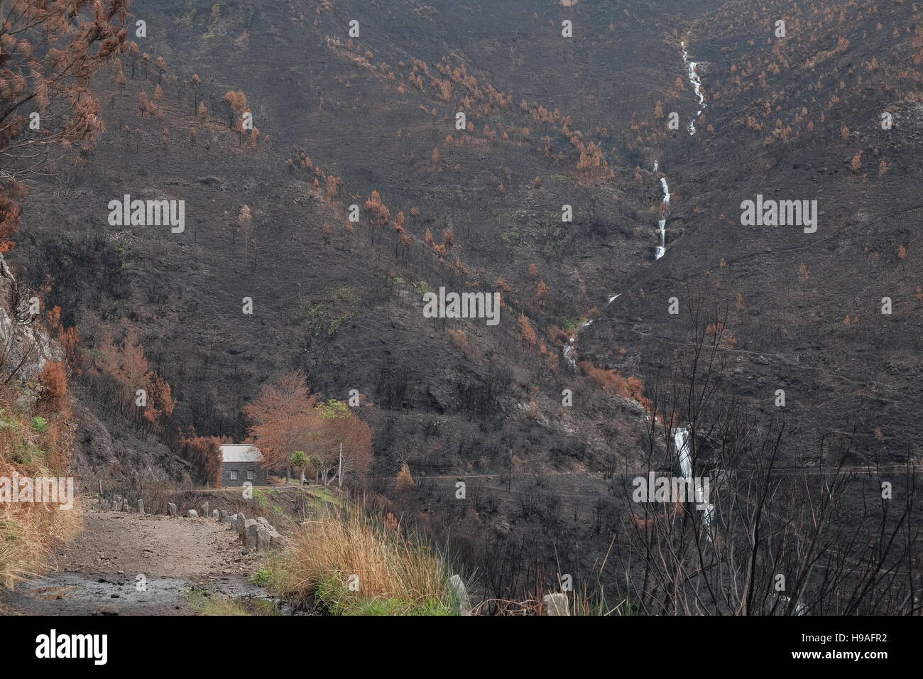 Burnt mountain landscape after the 2016 Madeira forest fires, Rabacal, Madeira, Portugal Stock Photo