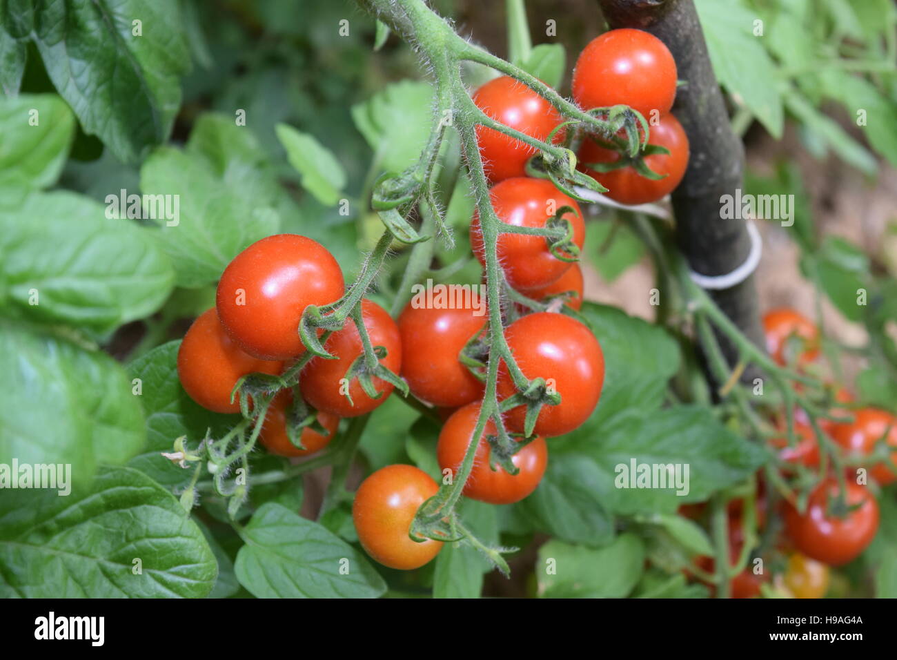 Baby tomatoes growing stalk in a garden Stock Photo Alamy