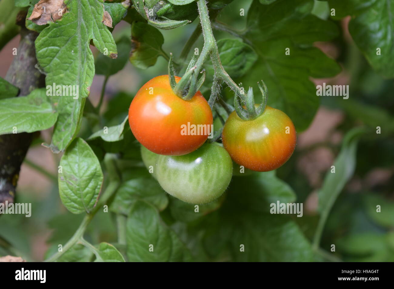 Partly ripe organic tomatoes on a stalk Stock Photo - Alamy
