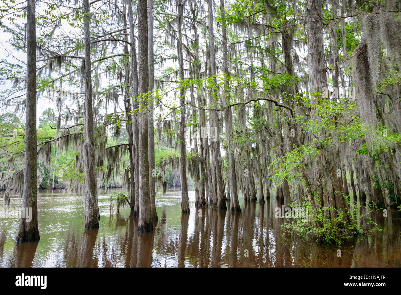 Caddo Lake State Park Stock Photo Alamy