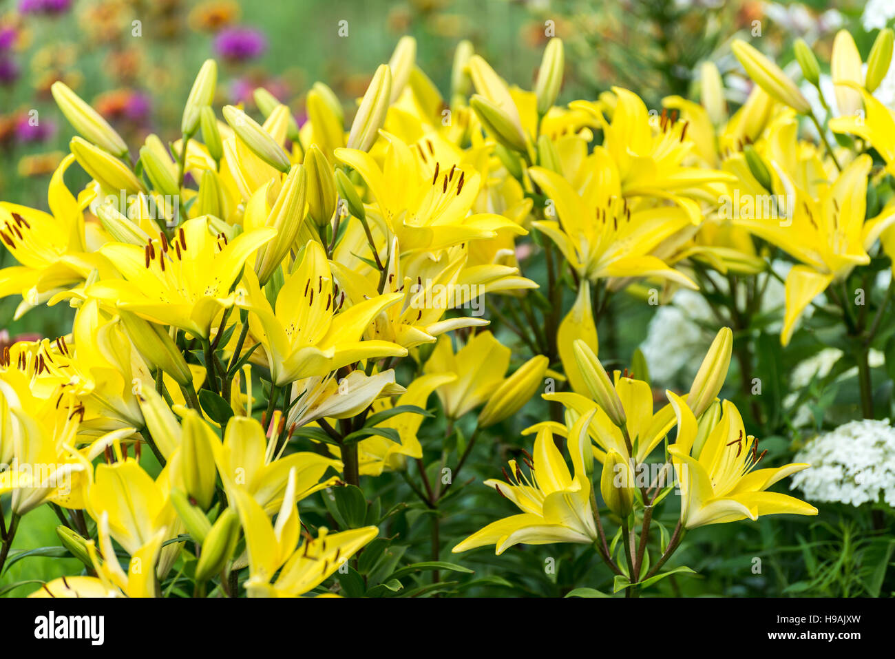 Lots of yellow lilies in flowerbed Stock Photo