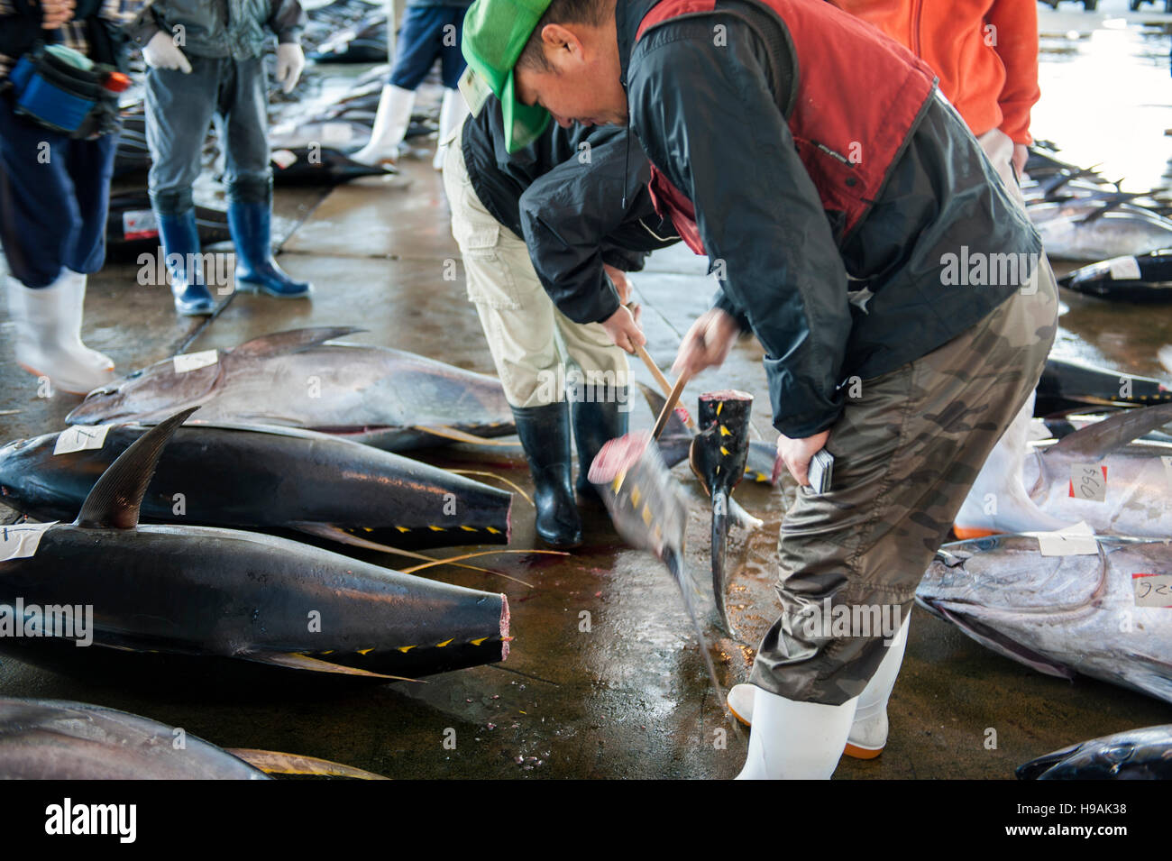 The highly regulated Katsuura Tuna Market on the Kii Peninsula in