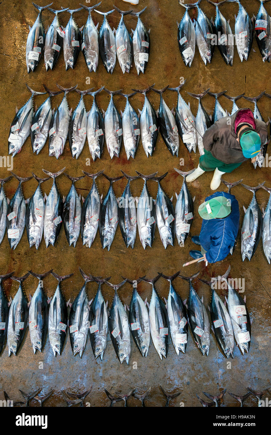 Lines of tuna await auction at the highly regulated Katsuura Tuna