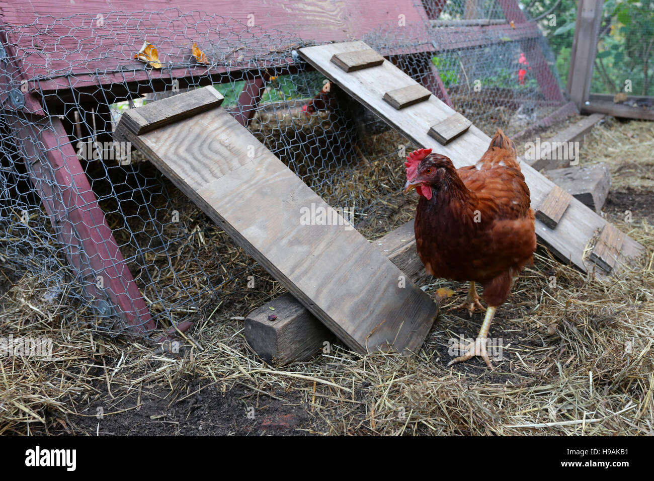 A Rhode Island Red chicken walking around a chicken coop Stock Photo