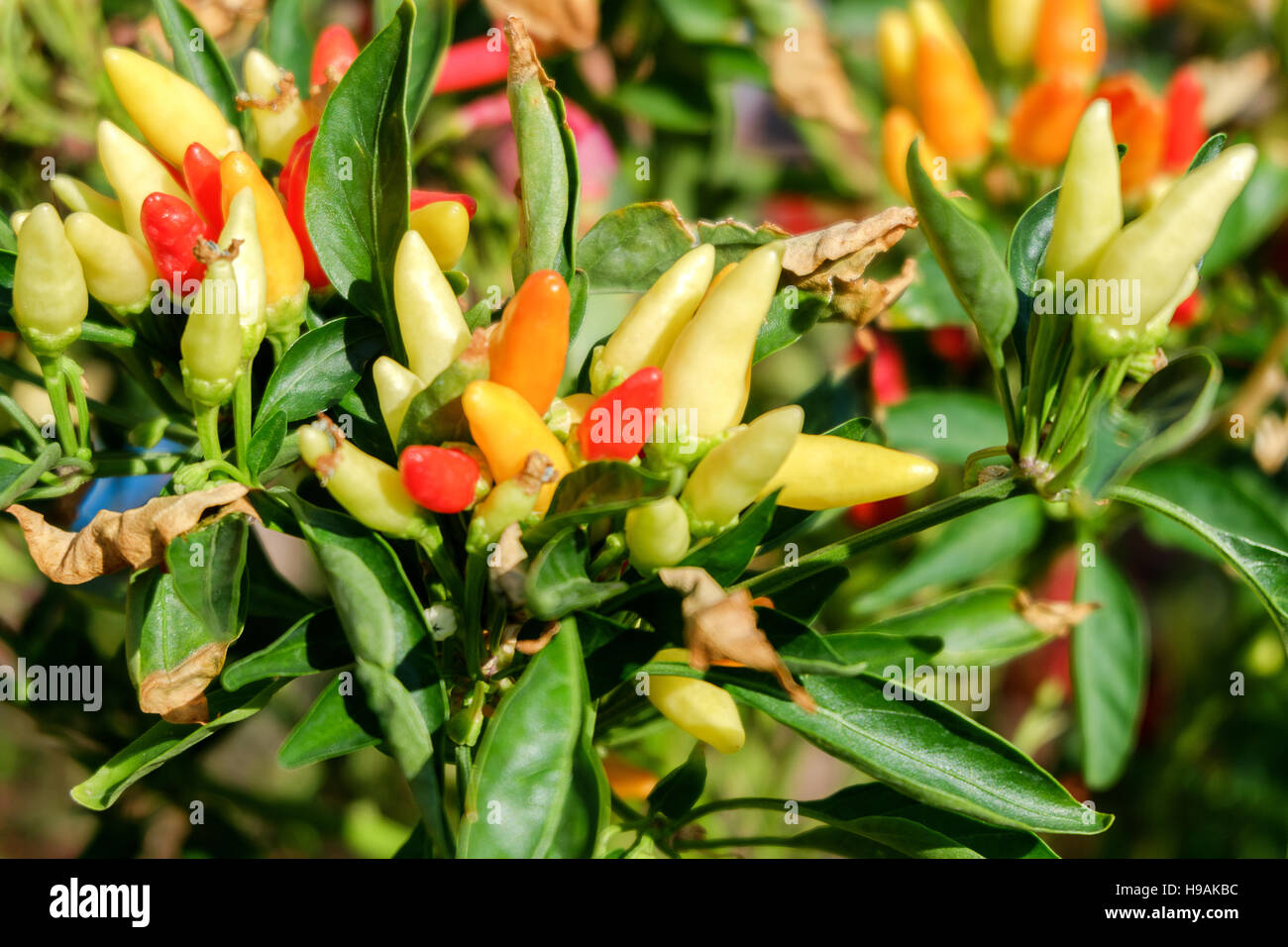 Closeup young small chillies on a chili tree Stock Photo Alamy
