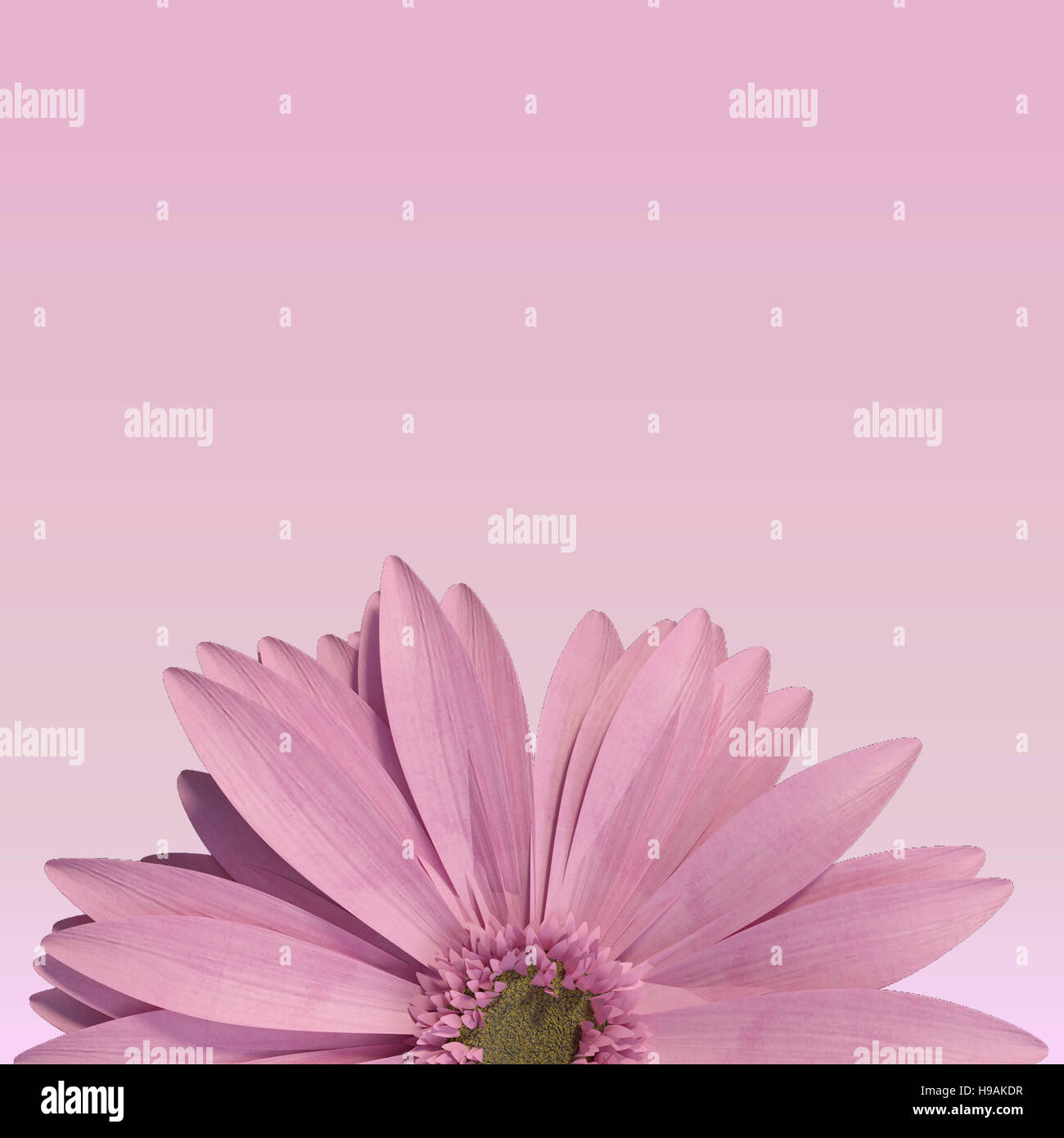 3D rendering of half pink gerbera daisy on pink background Stock Photo