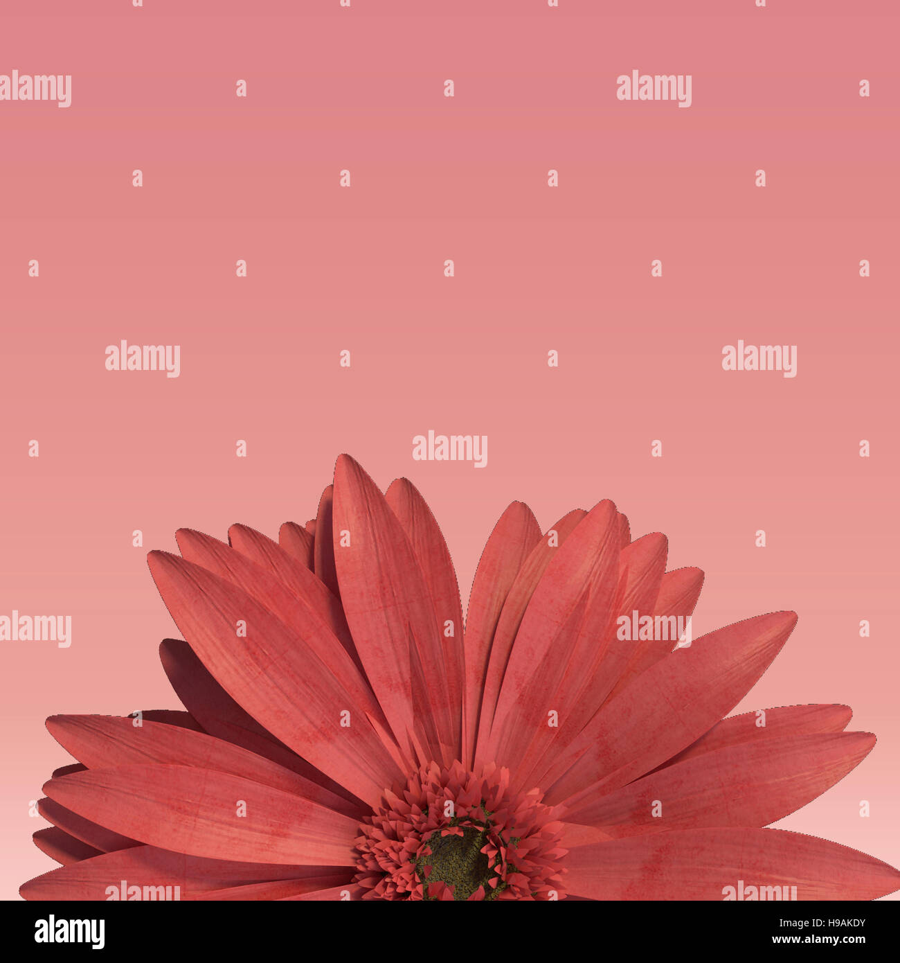 3D rendering of half red gerbera daisy isolated on red background Stock Photo