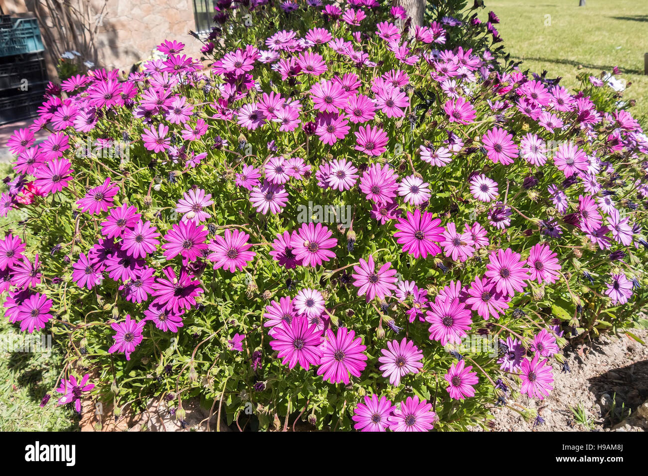 Dimorphotheca ecklonis pink flowers Stock Photo