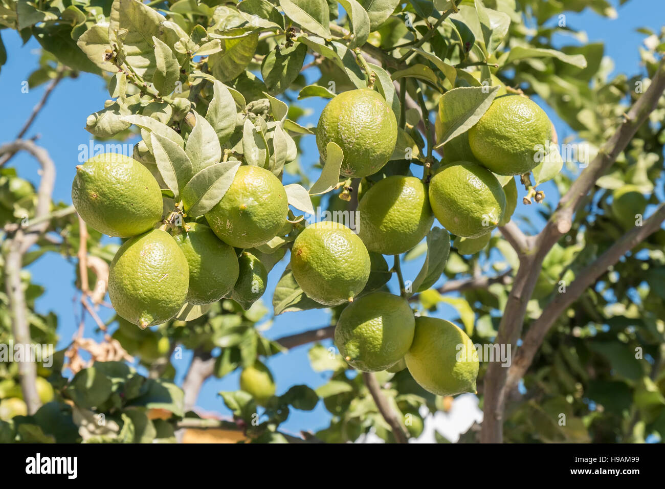 Lemon Not Ripe Unripe lemons on the tree Stock Photo - Alamy