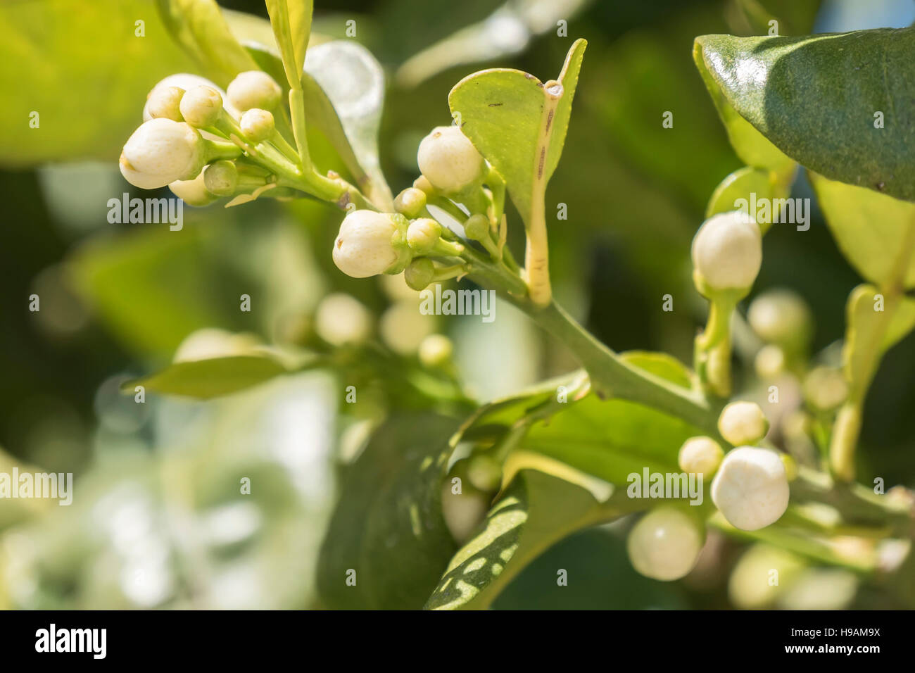 Lemon blossom in spring Stock Photo Alamy