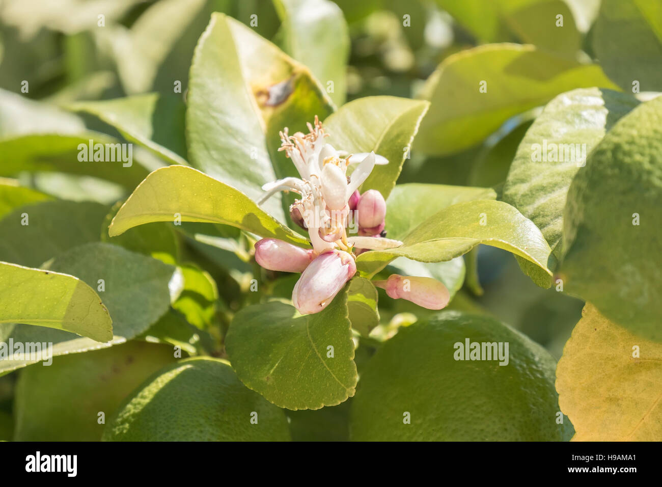 Lemon blossom in spring Stock Photo Alamy