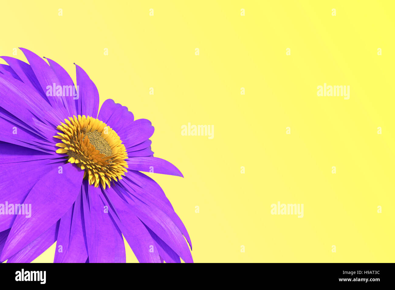 3D rendering of purple gerbera daisy isolated on yellow Stock Photo