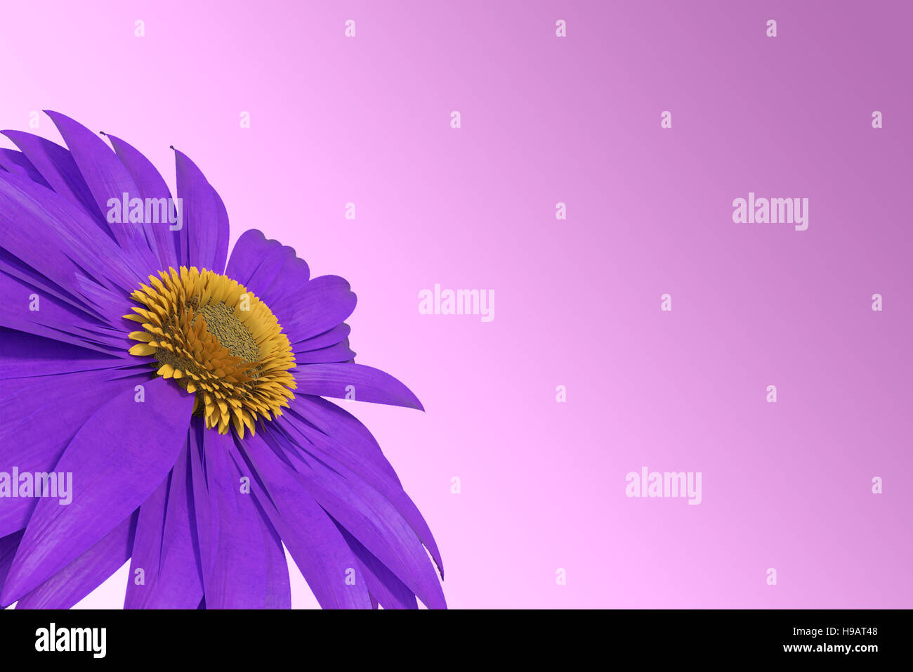 3D rendering of purple gerbera daisy isolated on purple background Stock Photo