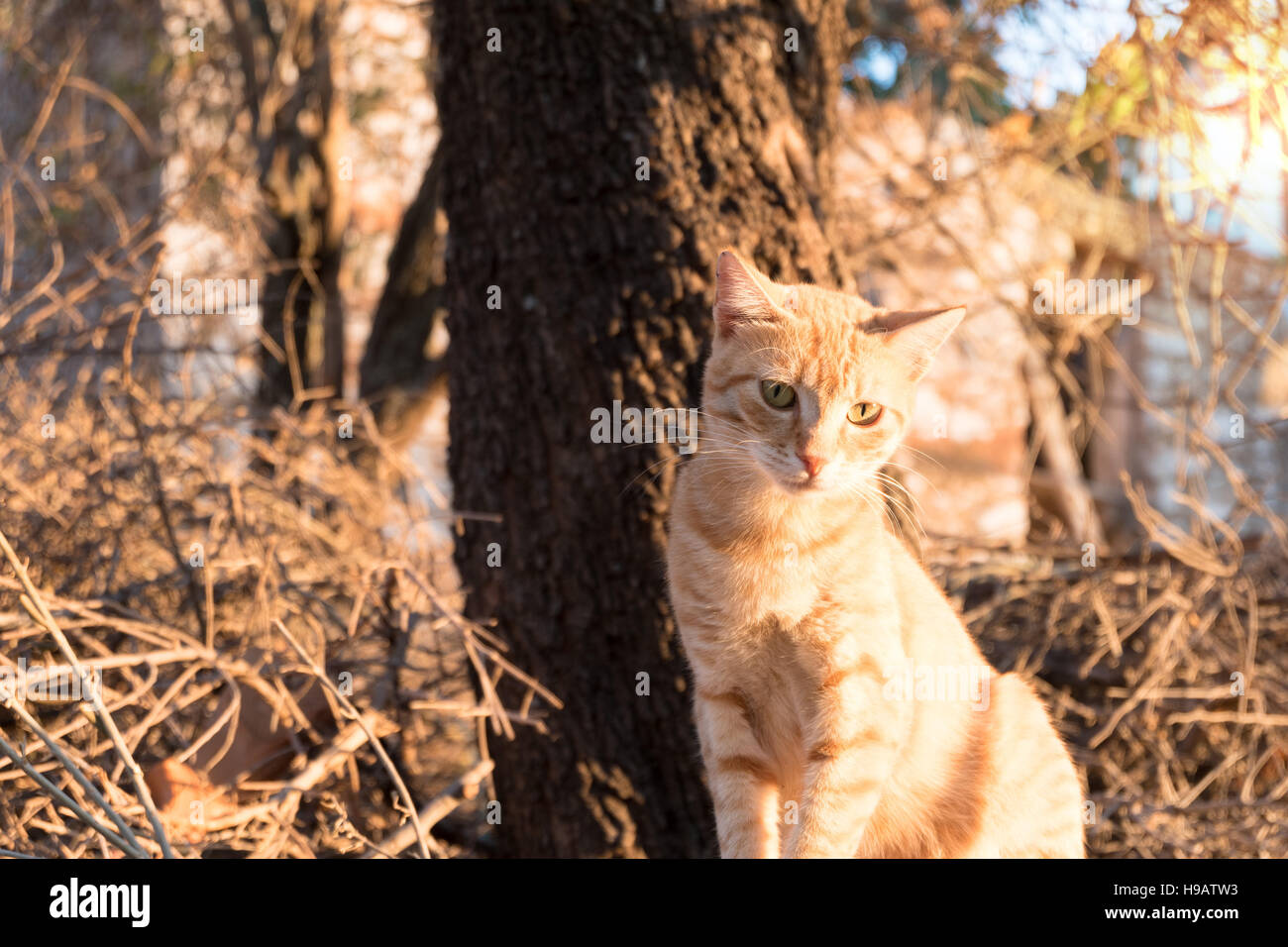 Brown cat of a village on rural area in Turkey Stock Photo