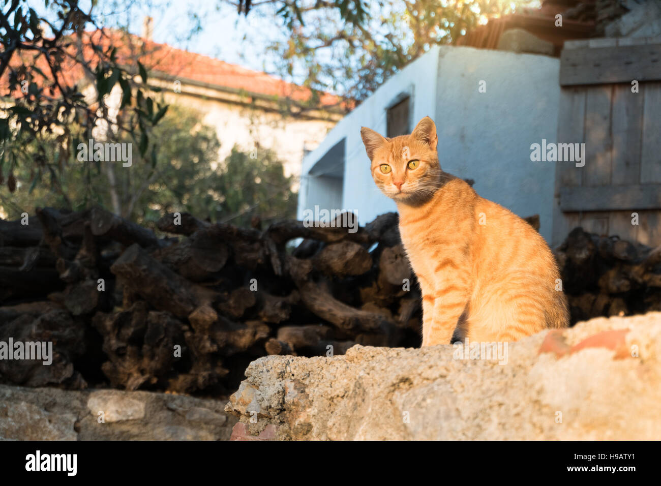 Brown cat of a village on rural area in Turkey Stock Photo