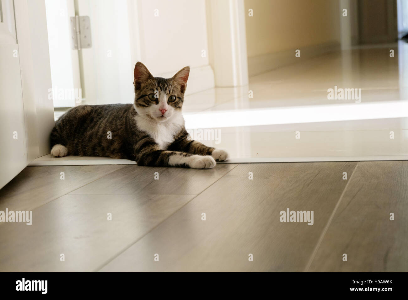Black and white cat sitting on an open door Stock Photo