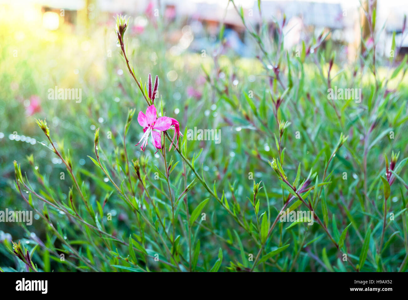Pink flower with green grass in a park Stock Photo