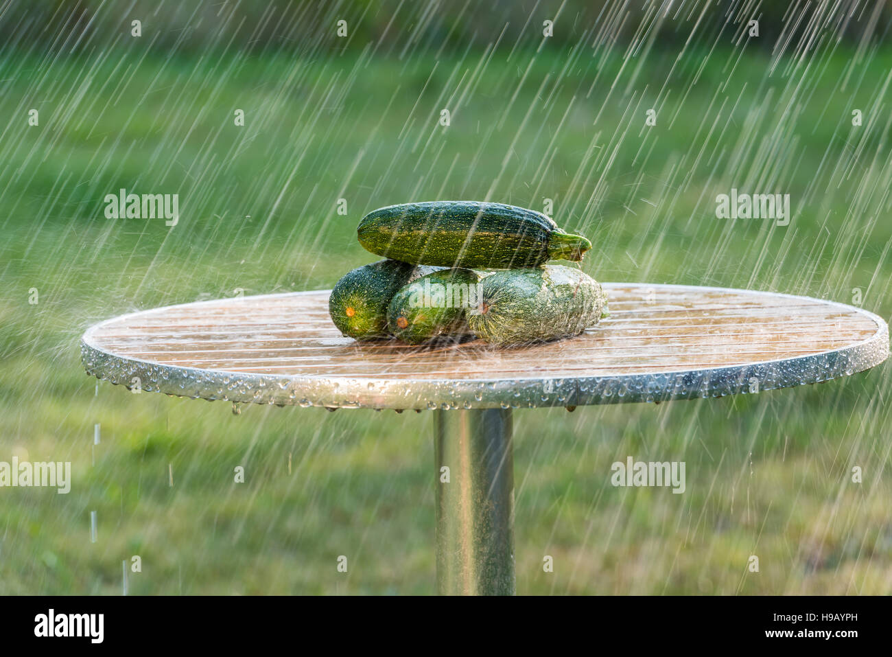 Zucchini and summer rain. This picture was taken in a garden not far from Kiev. Stock Photo