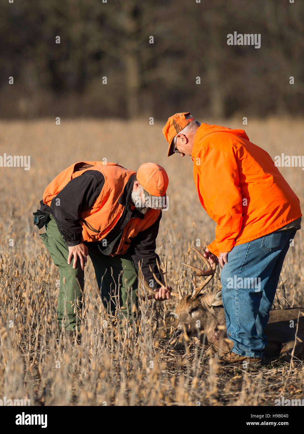 A pair of Deer Hunters dragging a large buck into a trailer Stock Photo
