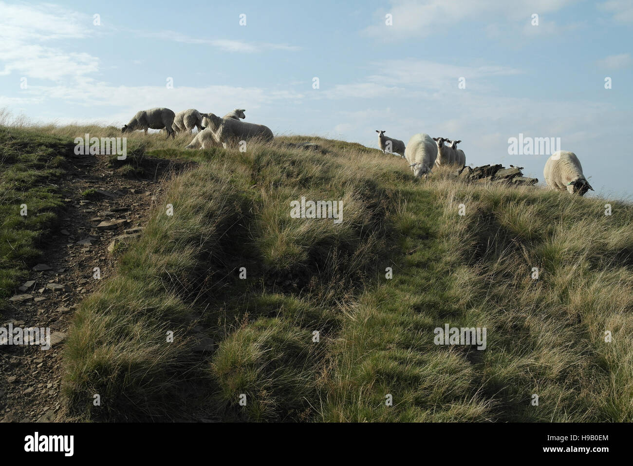 Eleven sheep standing and grazing moorland grass on moor top above Little Clough, Nab Hill, South Pennines, north of Halifax, West Yorkshire, UK Stock Photo