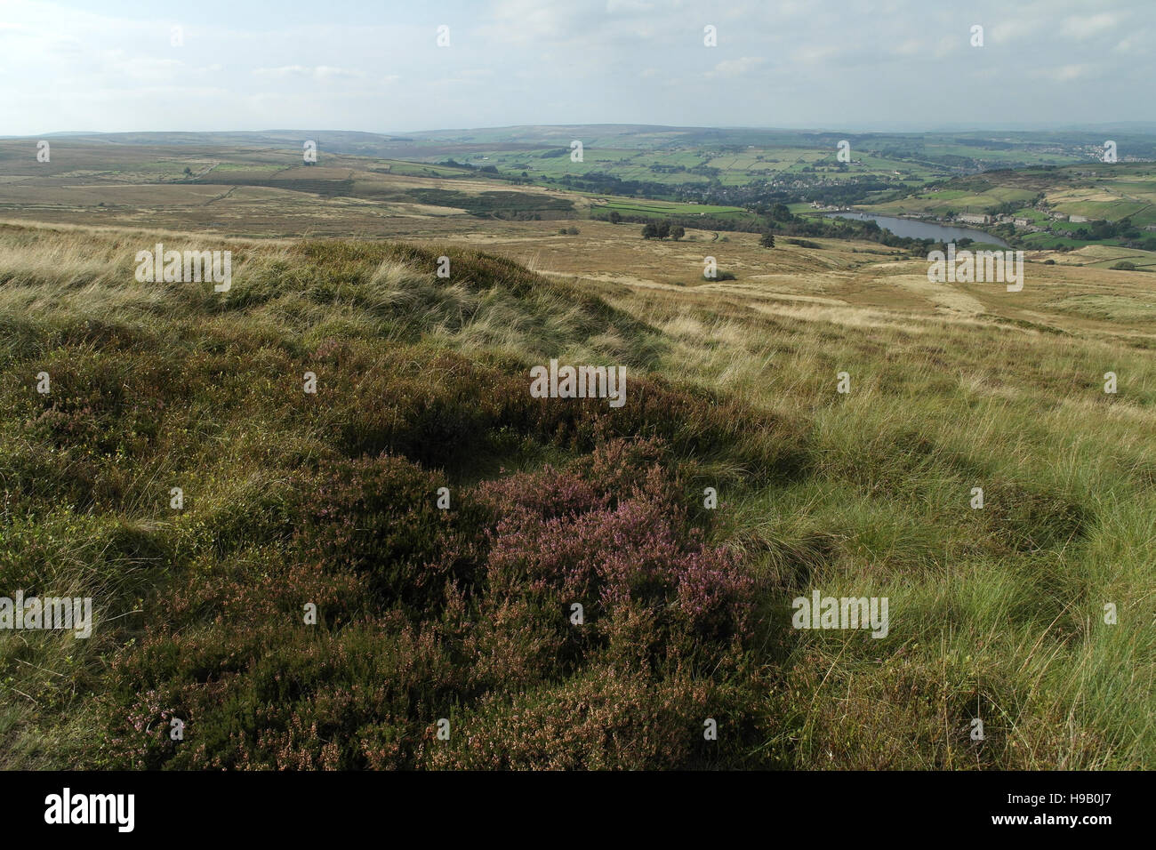 Nab Hill moor top, purple heather and tussock grass, looking north to Oxenhope and Haworth Moor, South Pennines, north of Halifax, West Yorkshire, UK Stock Photo