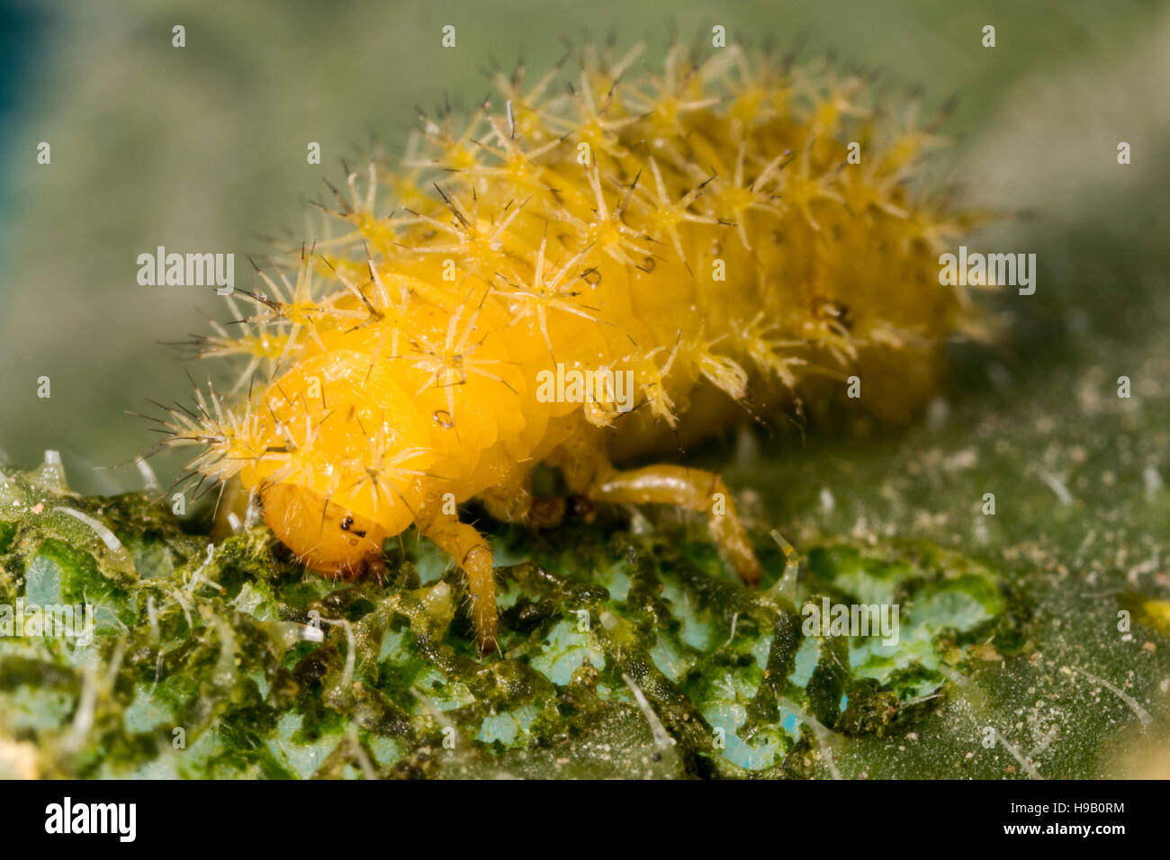 black and yellow caterpillar