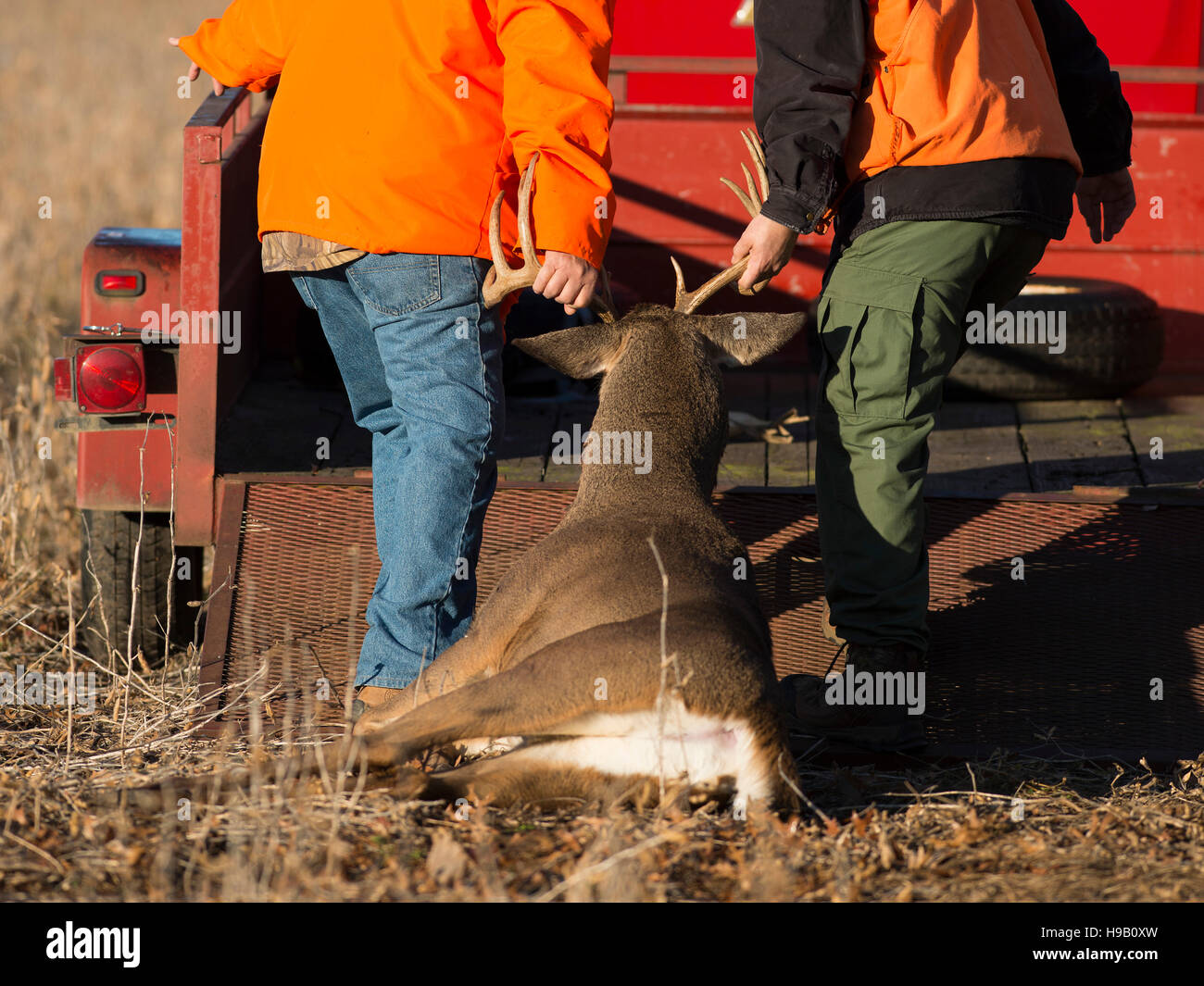 A pair of Deer Hunters dragging a large buck into a trailer Stock Photo