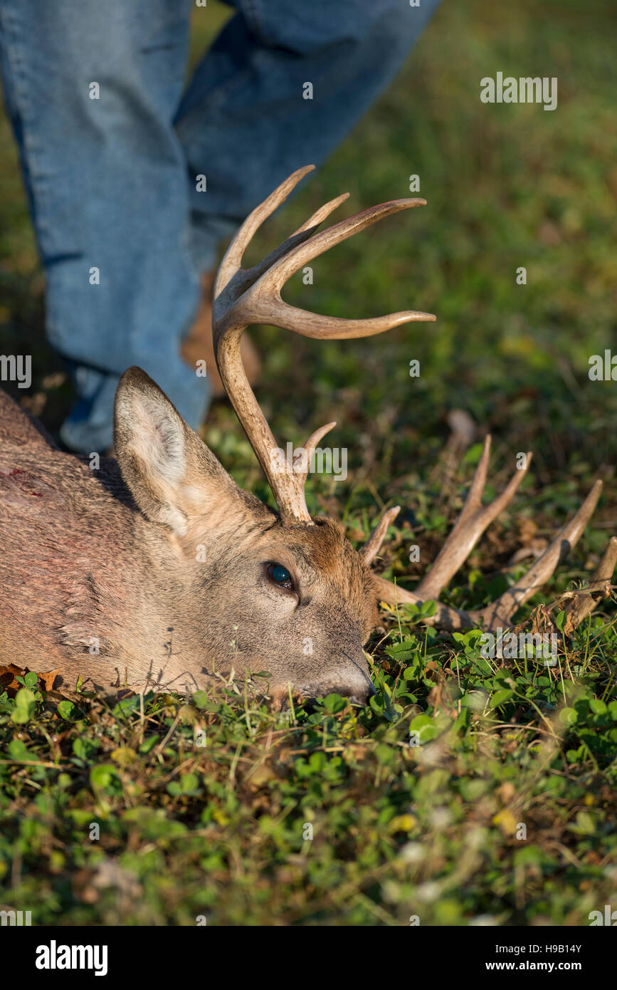 Whitetail Deer hunting in Minnesota Stock Photo Alamy