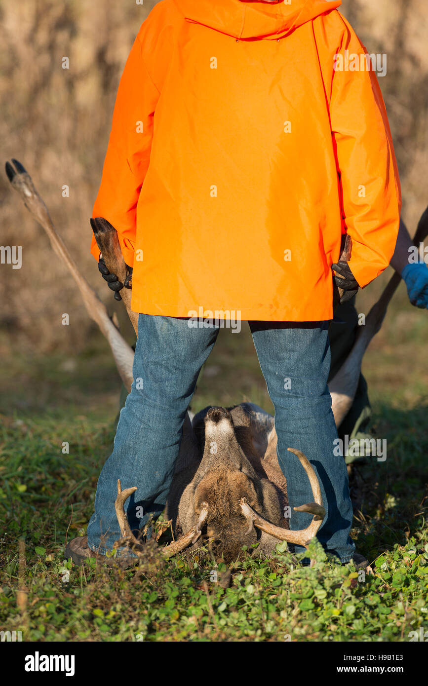 Whitetail Deer hunting in Minnesota Stock Photo Alamy