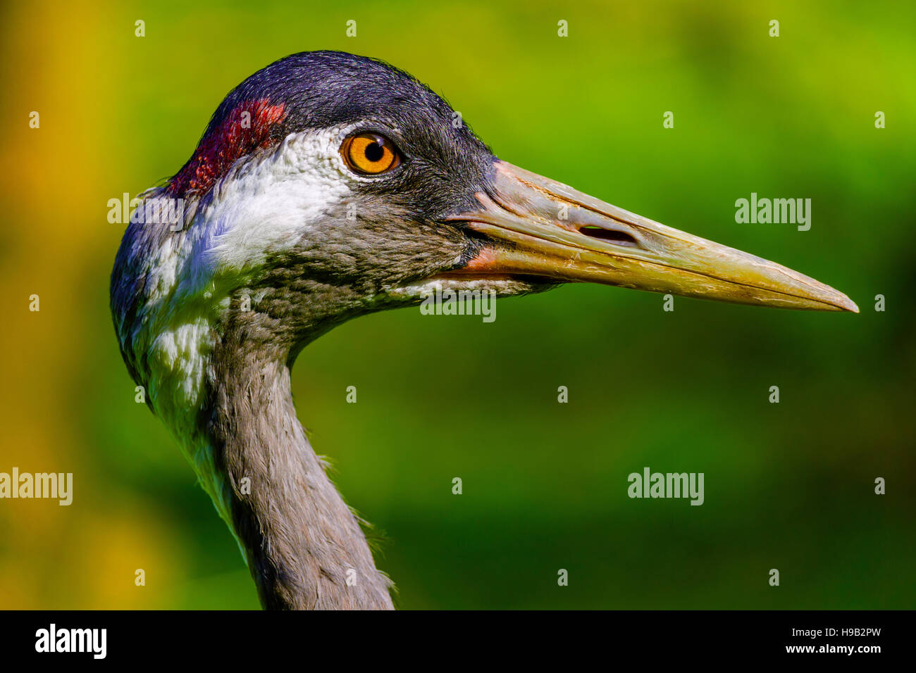 Beautiful Eurasian crane side portrait Stock Photo