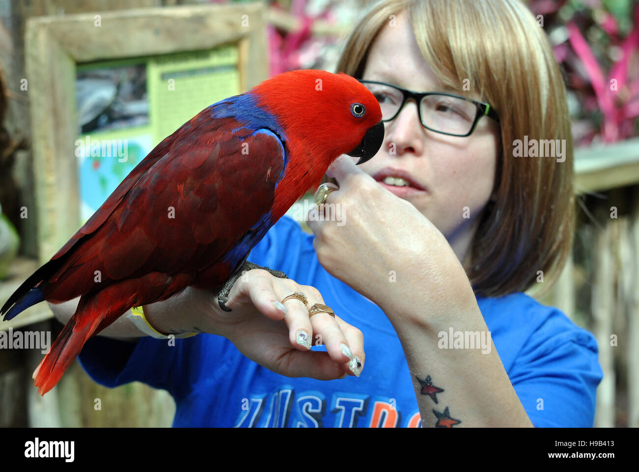 Eclectus Parrot Latin name Eclectus roratus Stock Photo Alamy