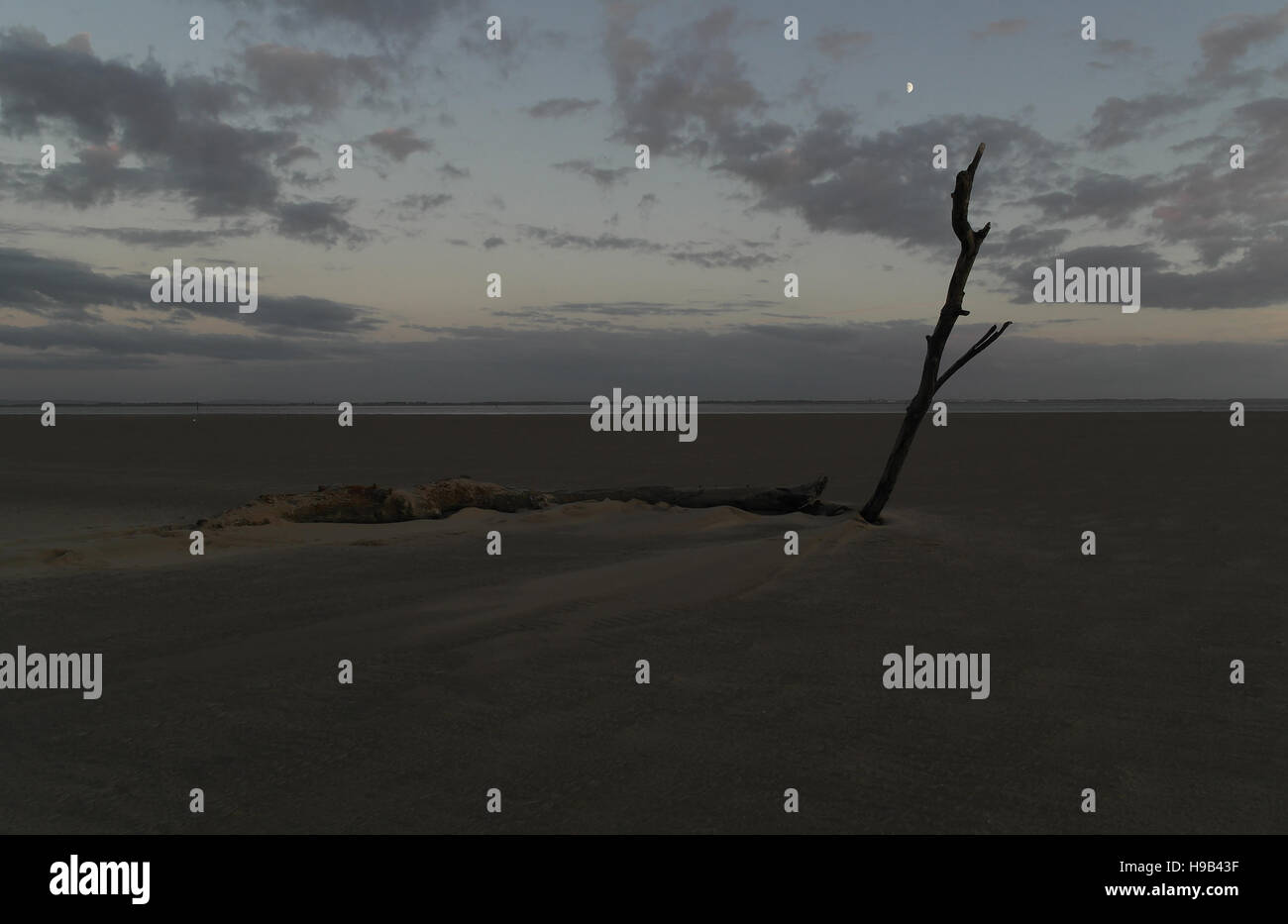 Twilight view log with slanting branch and blowing sand accumulation on ...
