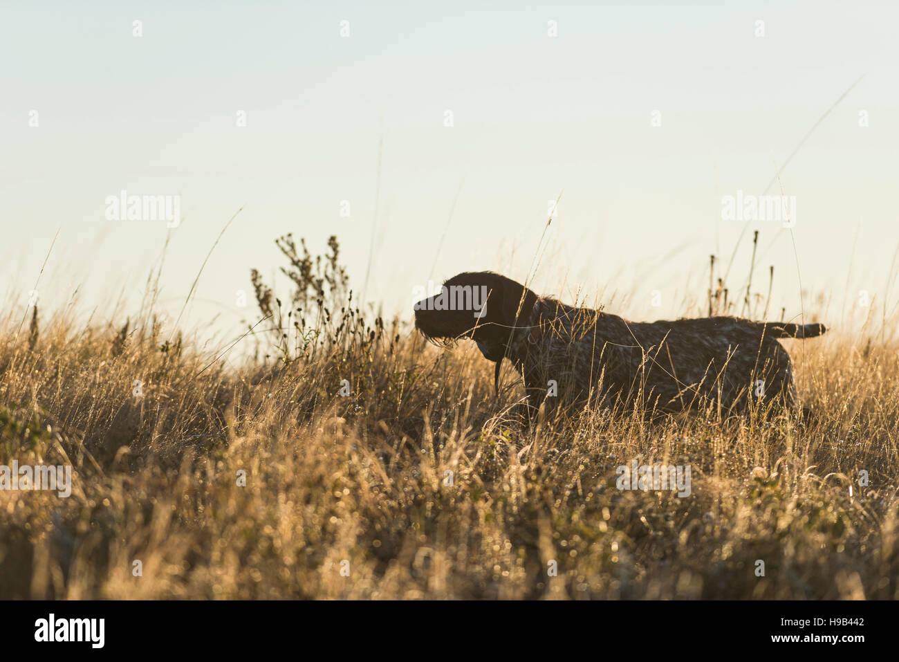 A drahthaar hunting dog Stock Photo - Alamy
