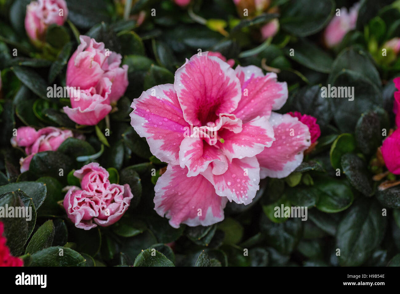 Pink and white crinkle-edged flowers in shrub with waxy green leaves Stock Photo