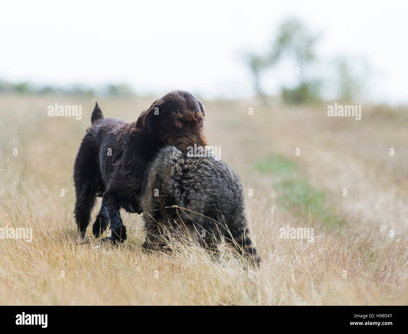 Hunting Dog with a Raccoon Stock Photo Alamy