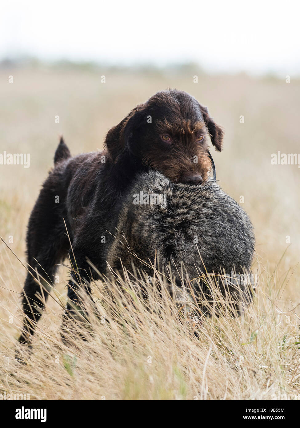 Hunting Dog with a Raccoon Stock Photo Alamy
